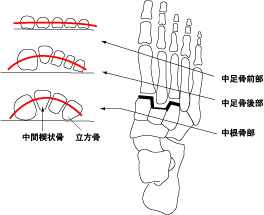 足の構造と機能 足の専門外来より 吉野整形外科